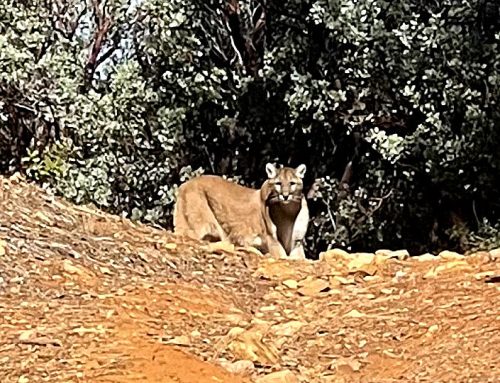 Mountain Lion Habitat: What to do if you encounter a cougar