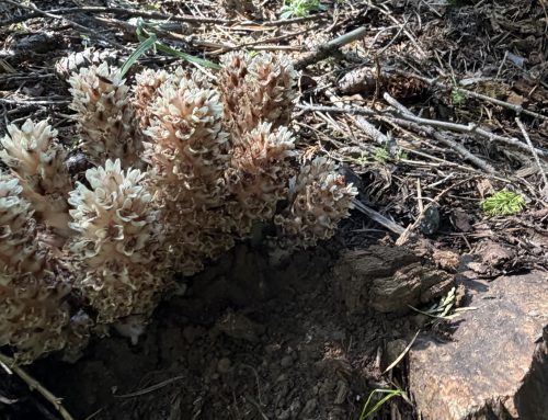 Sierra Fringed Pinesap Spotted on the ART